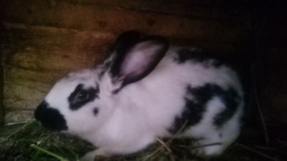 Кролики бабочка типа стреч немецкой селекции