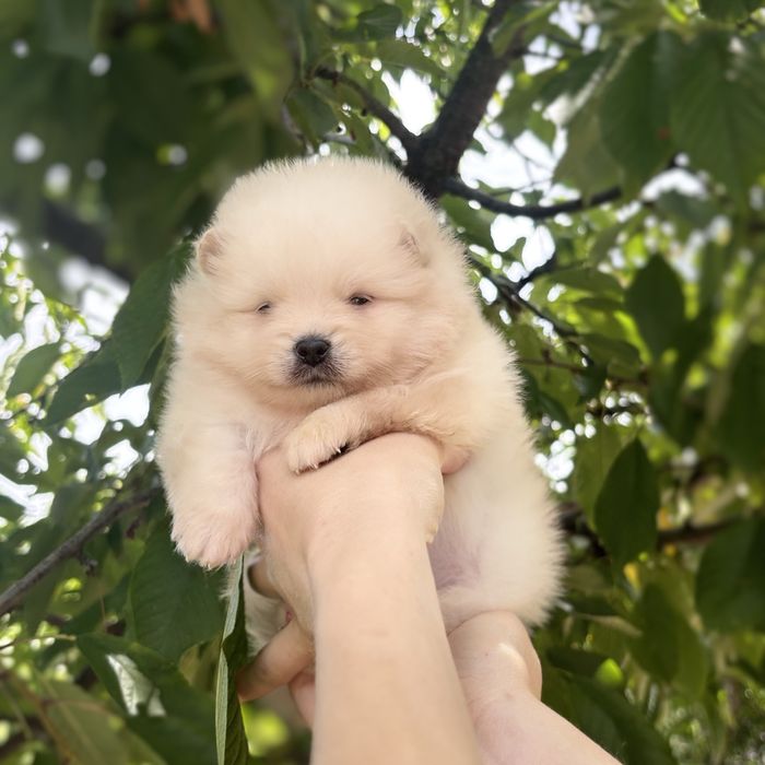 чудова дівчинка шоу классу