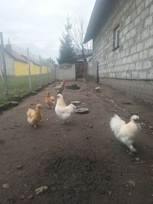 Sprzedam kury Silki