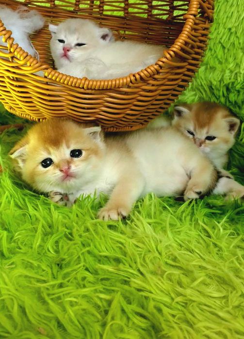 Нежные малыши для тепла души. Котята золотая шиншилла.