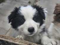 Szczeniak Border Collie