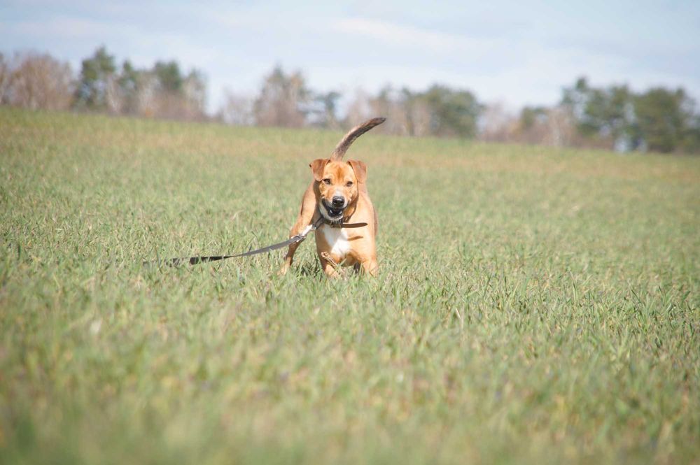 TOTO – wesoły i energiczny psiaczek szuka domu!