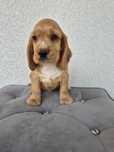 Cocker spaniel piesek
