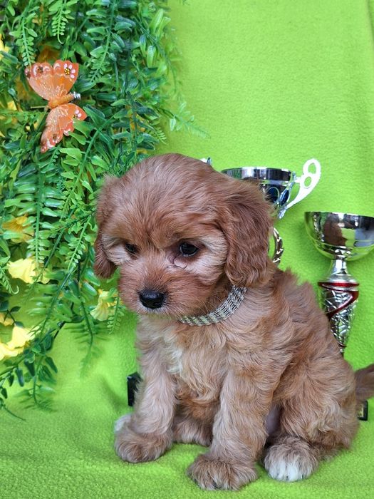 Cavapoo suczka z paszportem i certyfikatem