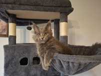 Kociaki - Maine Coon