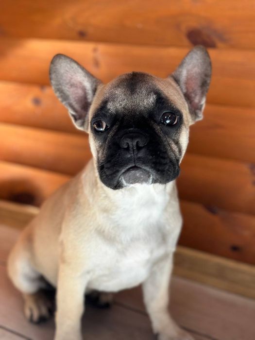 Сестрички француженкі.