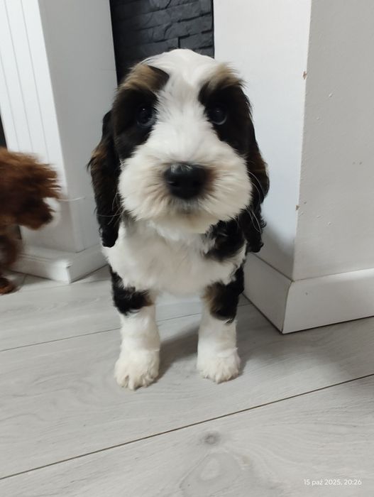 UNIKAT Cockapoo Girl
