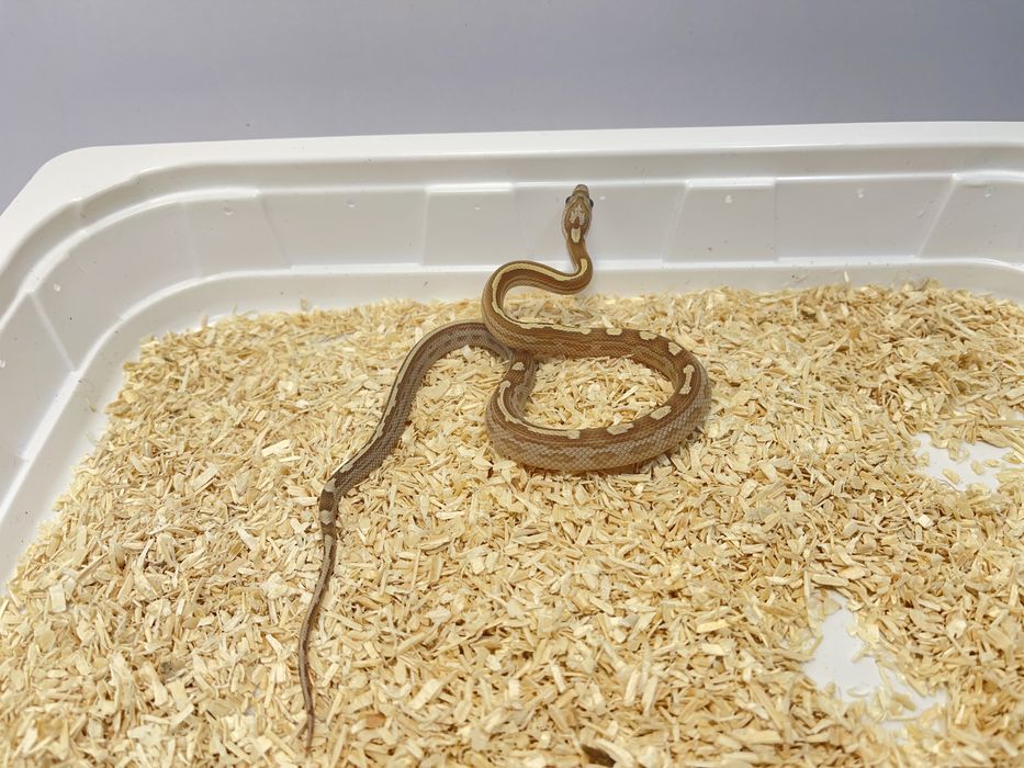 Wąż zbożowy węże zbożowe
