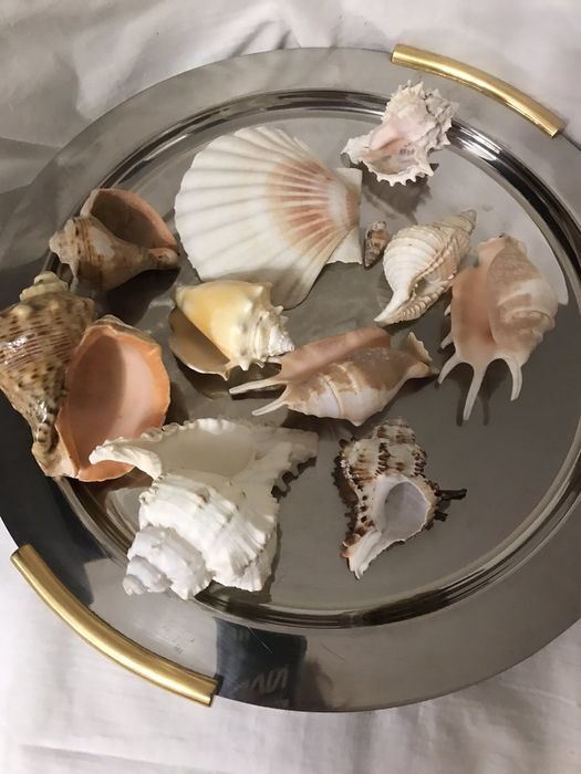 Декор ракушки для аквариума