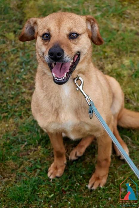 mała przyjazna  sunia Tyszka szuka domu