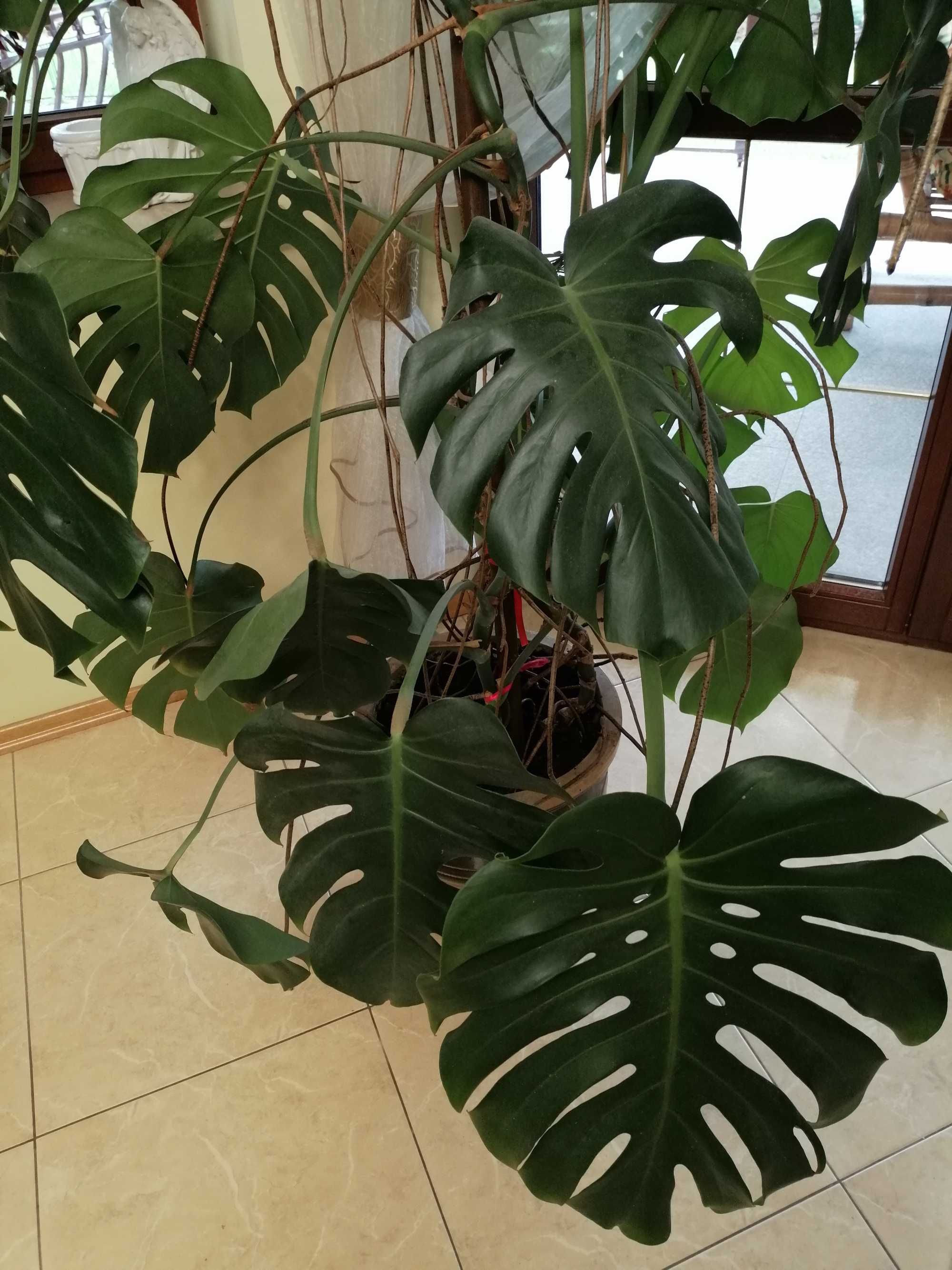 Kwiat Monstera deliciosa/dziurawa 2,7m - Wielka ozdoba Twojego wnętrza