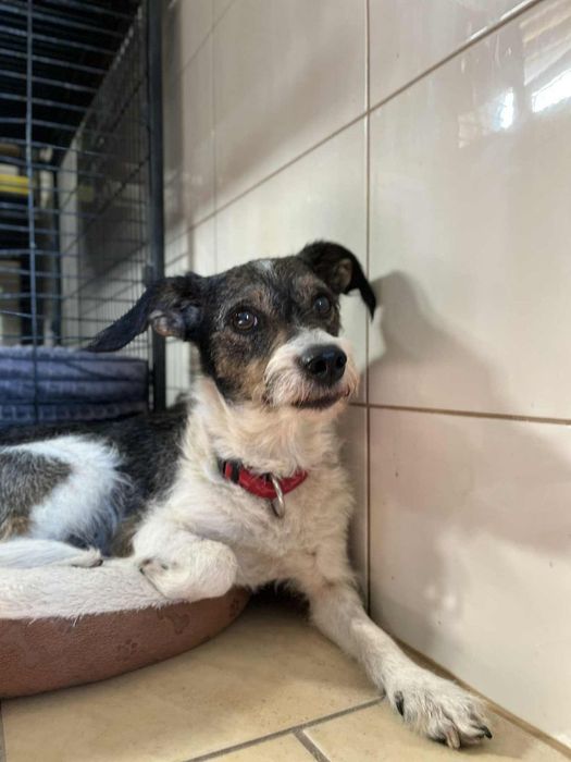 Mała suczka około 6 lat