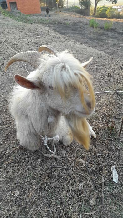 Casal de cabras novas