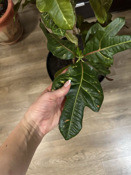 Продам дорослі Кротони