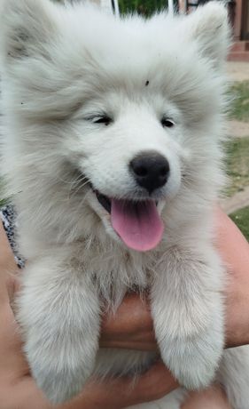 Samoyed suczka szuka nowego domu