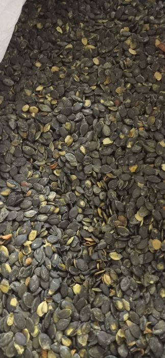 Pestka dyni bezłuskowej2025