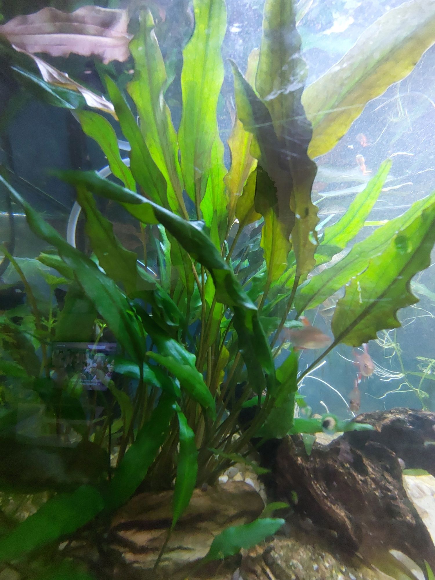 Plantas de aquario