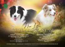 Piesek Border Collie ZKwP / FCI czarno biały
