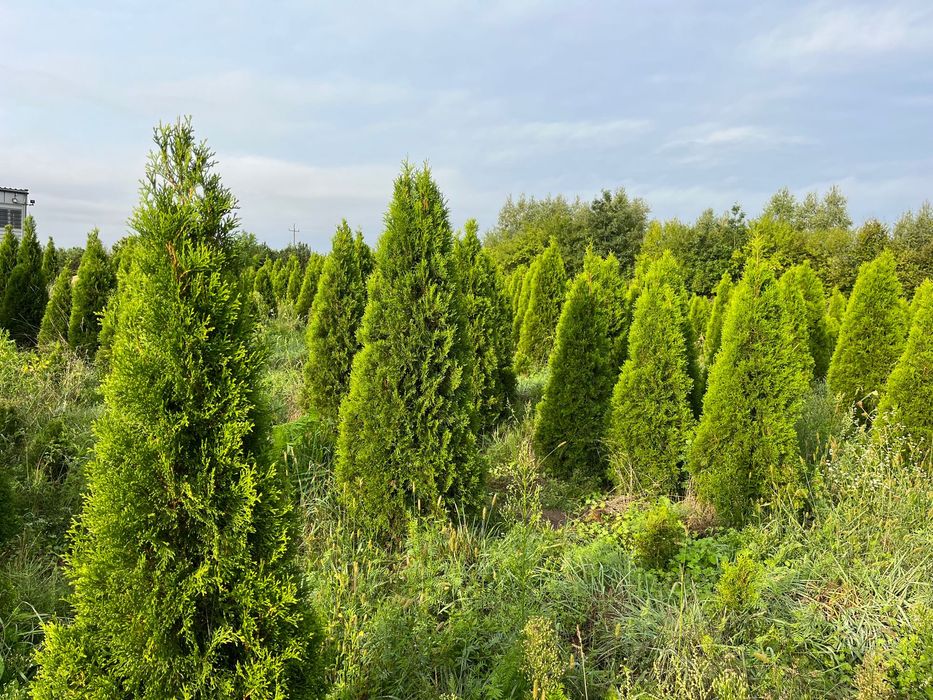 Thuja szmaragd occidentalis 180-200 cm