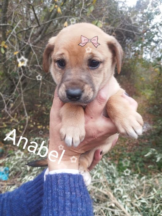 Anabel para adoção muito responsável