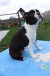 Boston Terrier suczka czarna FCI ZKwP gotowa do odbioru