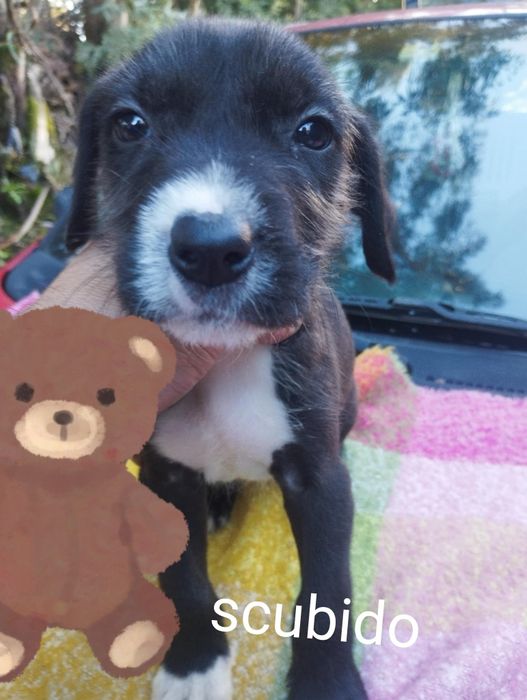 Scubido para adoção muito responsável