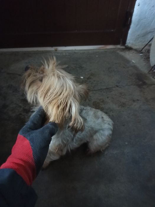 Menina muito meiga para adoção