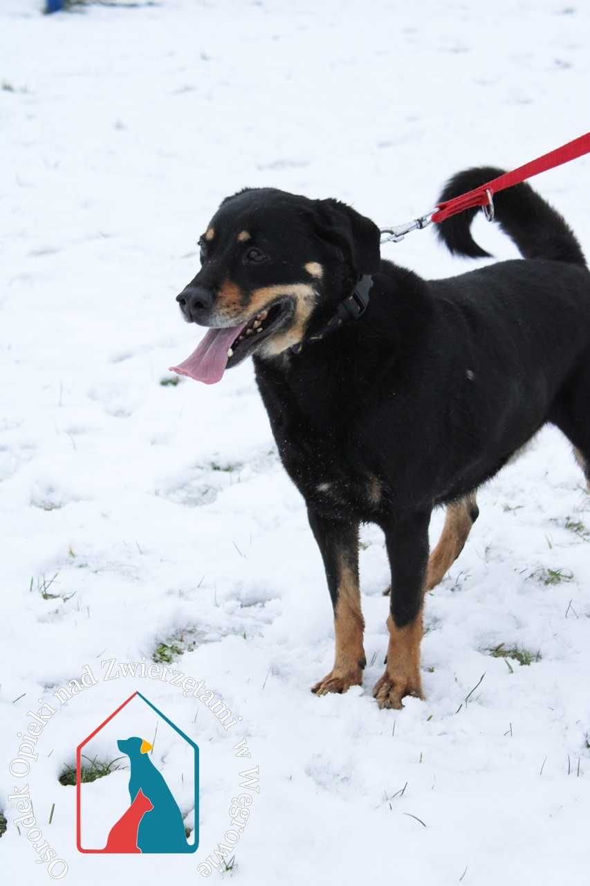 Dingo- bardzo fajny, młody piesek szuka domu!