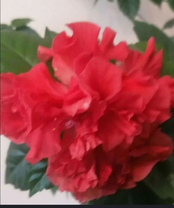 Róża chińska  sadzonki