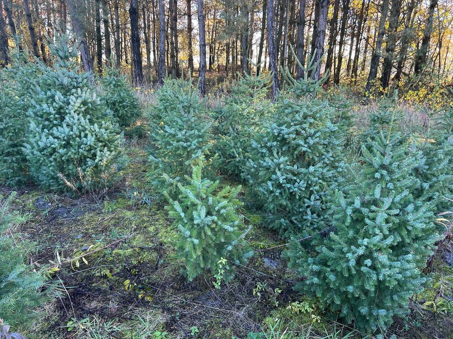 Świerk serbski/pospolity/srebrny do ogrodu do 100cm Mińsk Mazowiecki