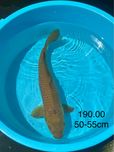 Carpa Koi Chagoi 50-55cm - Japonesa