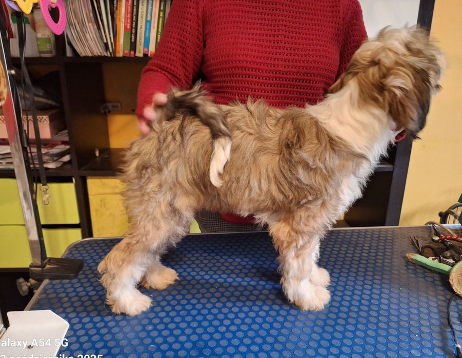 Fenomenalna MOYA, którą warto poznać.  Terier tybetański - nie terier