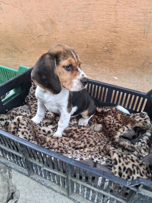Szczeniak Beagle