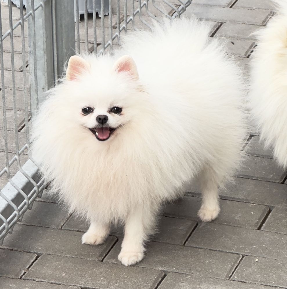 Pomeranian reproduktor