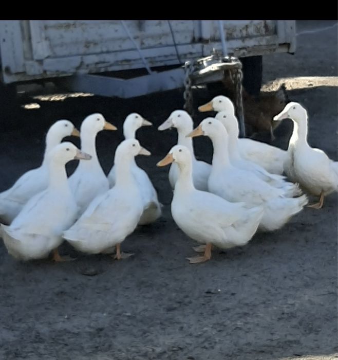 Kaczki pekin na ubój