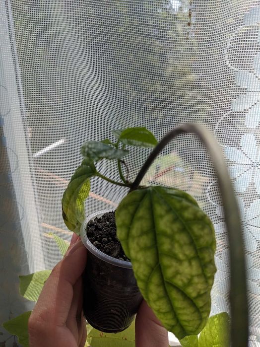 Клеродендрум Томпсона та філіппінський