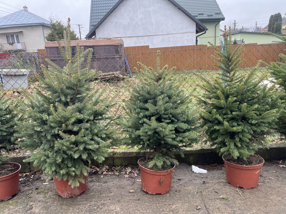 Ялинка в горшику. 1-2м.