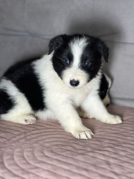 Czarno biała suczka border collie