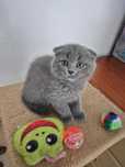 Gatinha Scottish Fold