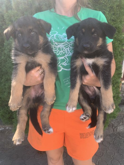 Продам цуценят Німецької вівчарки