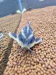 Peixe gato Raphael  13cm