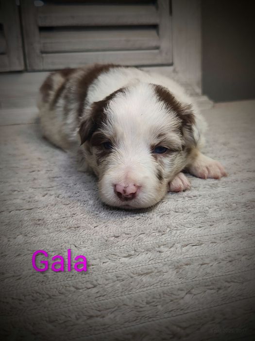 Border collie suczka red merle