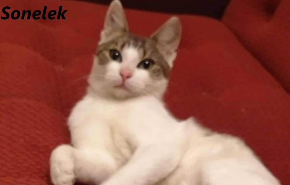 Łagodny, kochany kocurek