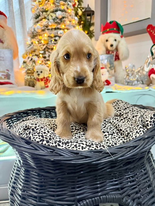 Cocker  menino fantastico