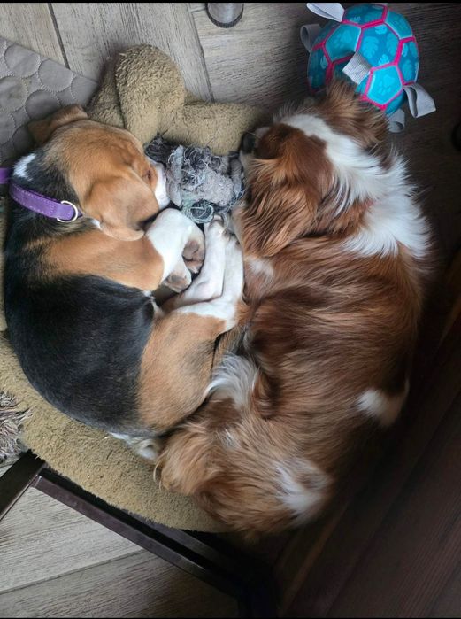 Перетримка собак