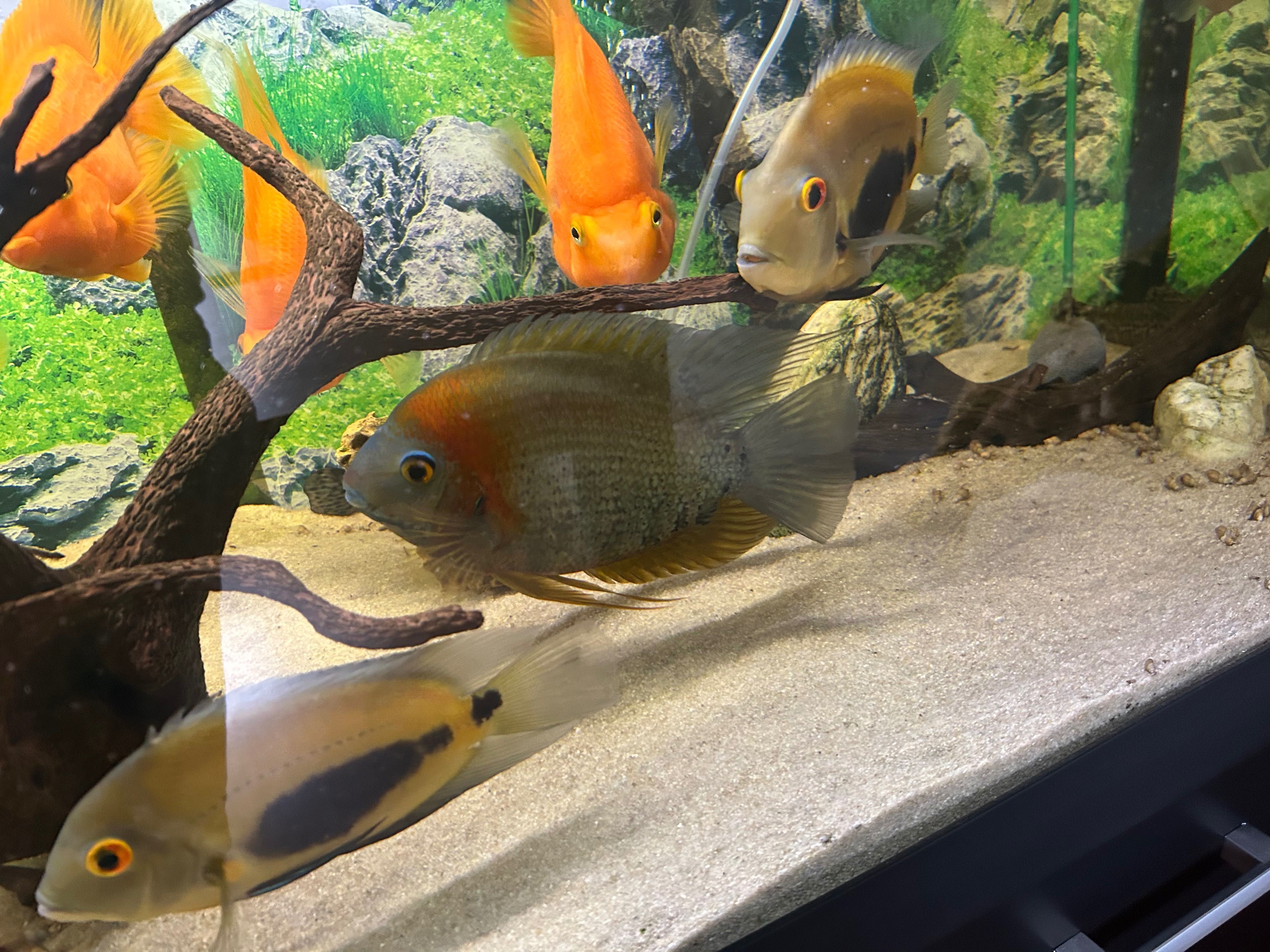 Uaru,severum rotkiel,frontosa,zbrojnik lamparci
