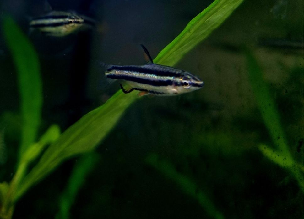 Drobnoustek marginatus/drobnoustek obrzeżony