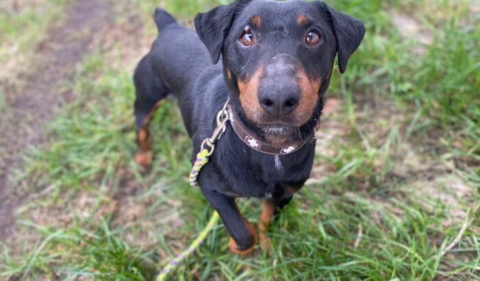 Tropik w typie jagdterrier szuka domu!