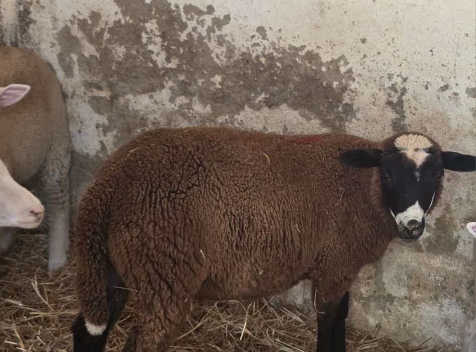 Borrego cruzado de Inra  com Merino preto