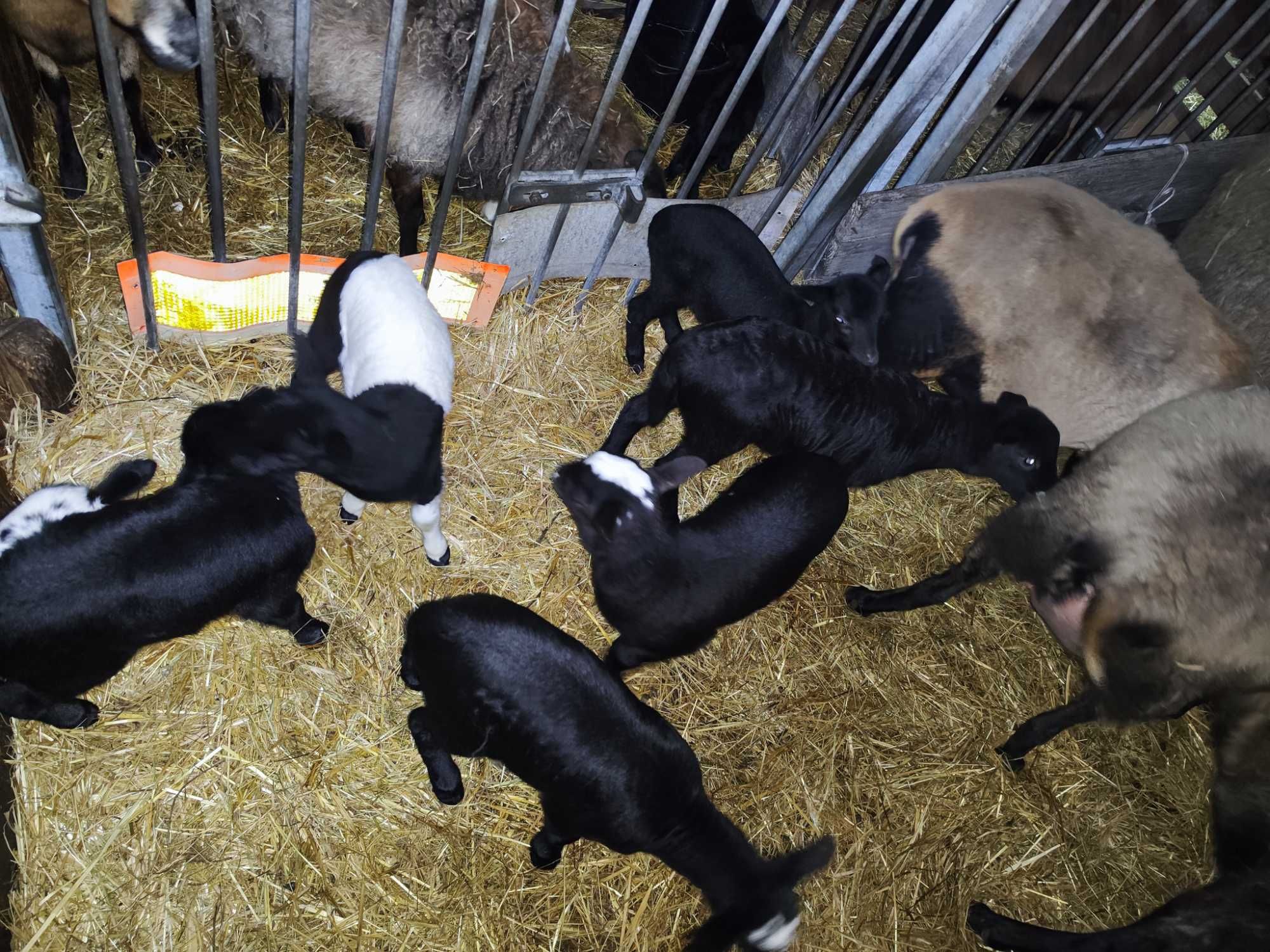 Jagnięta owieczki 4 miesięczne 50% Dorper i Kamerun- baran 100% Dorper